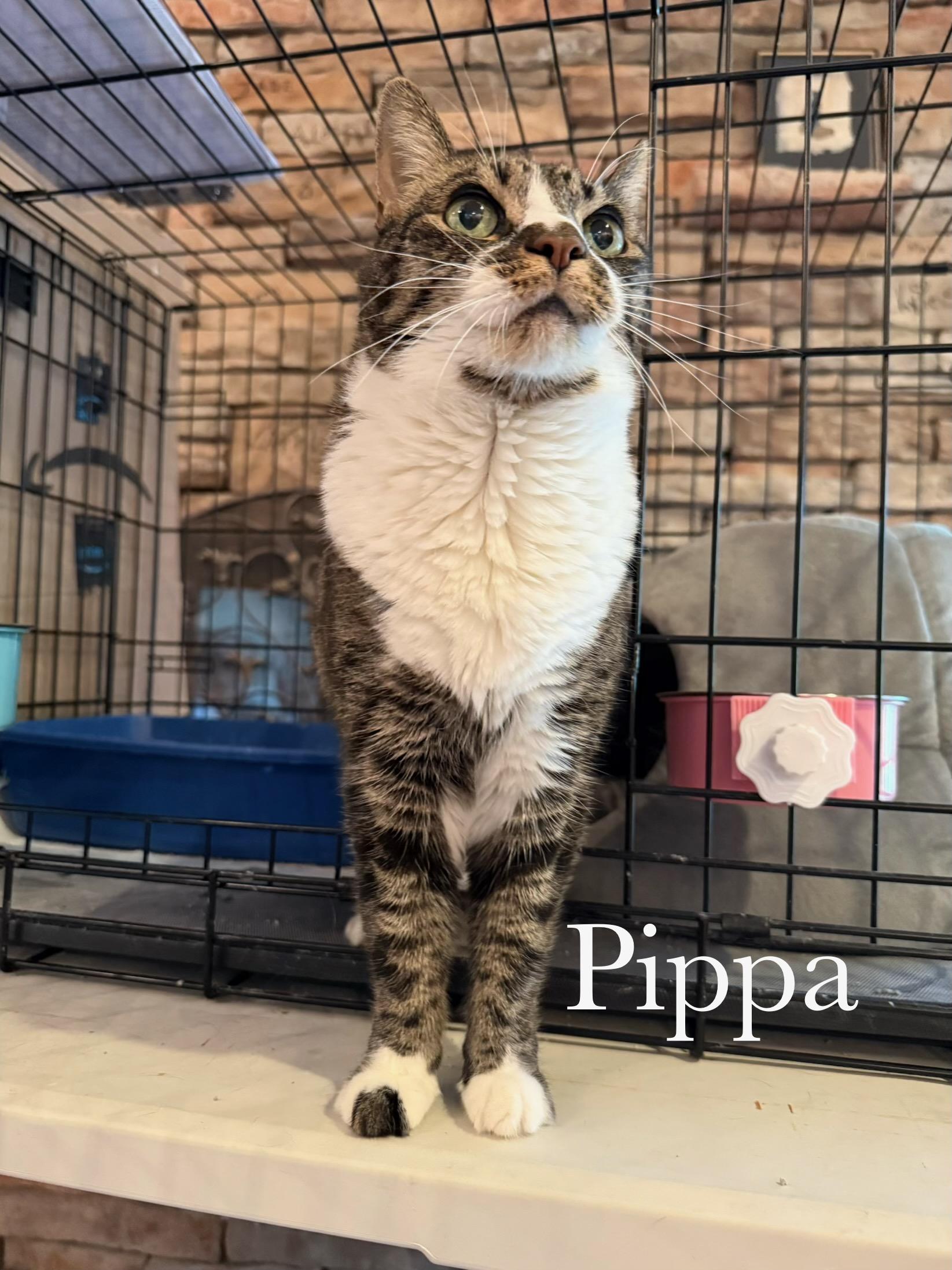 Enlarge Pippa, a Adoptable Domestic Short Hair in Cincinnati , OH image 1/4