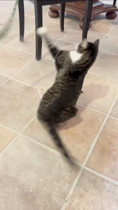 Enlarge Pippa, a Adoptable Domestic Short Hair in Cincinnati , OH video 2/4