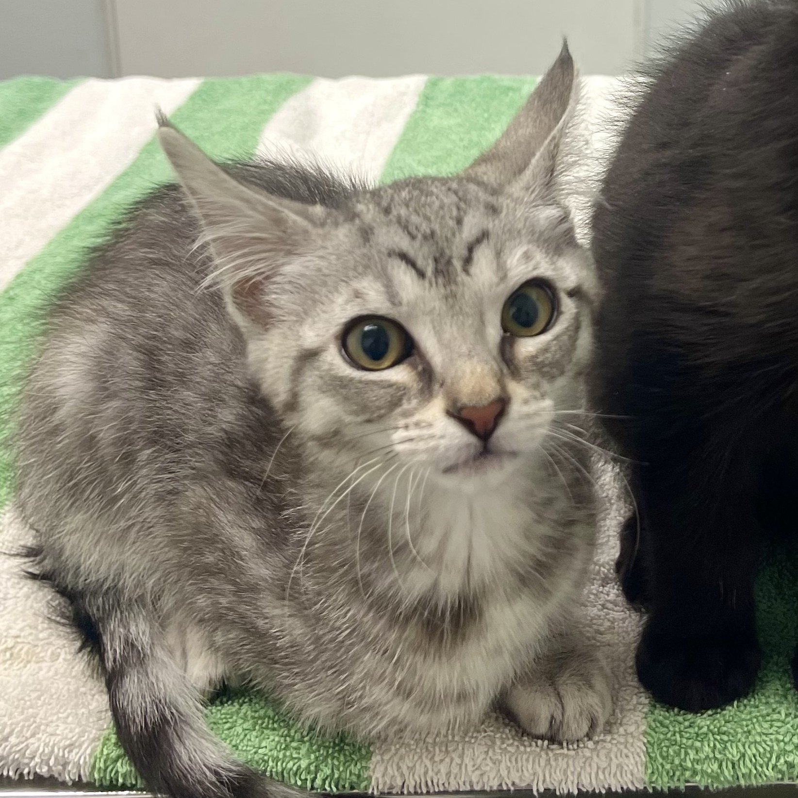 CAPPUCCINO, Adopted, Kitten Female Domestic Short Hair & Tabby.