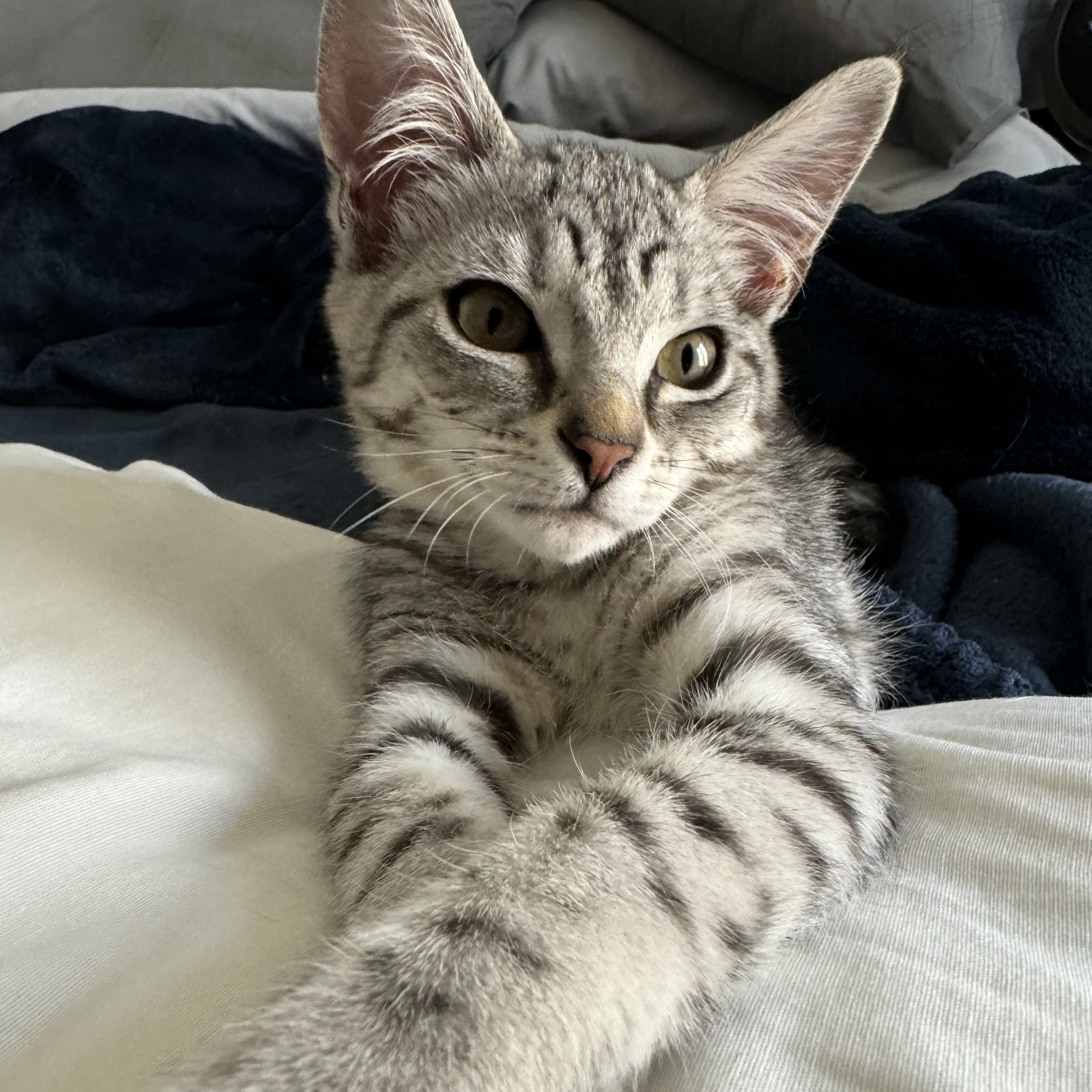 CAPPUCCINO, a Adopted mixed breed in Ontario, CA image 6/6