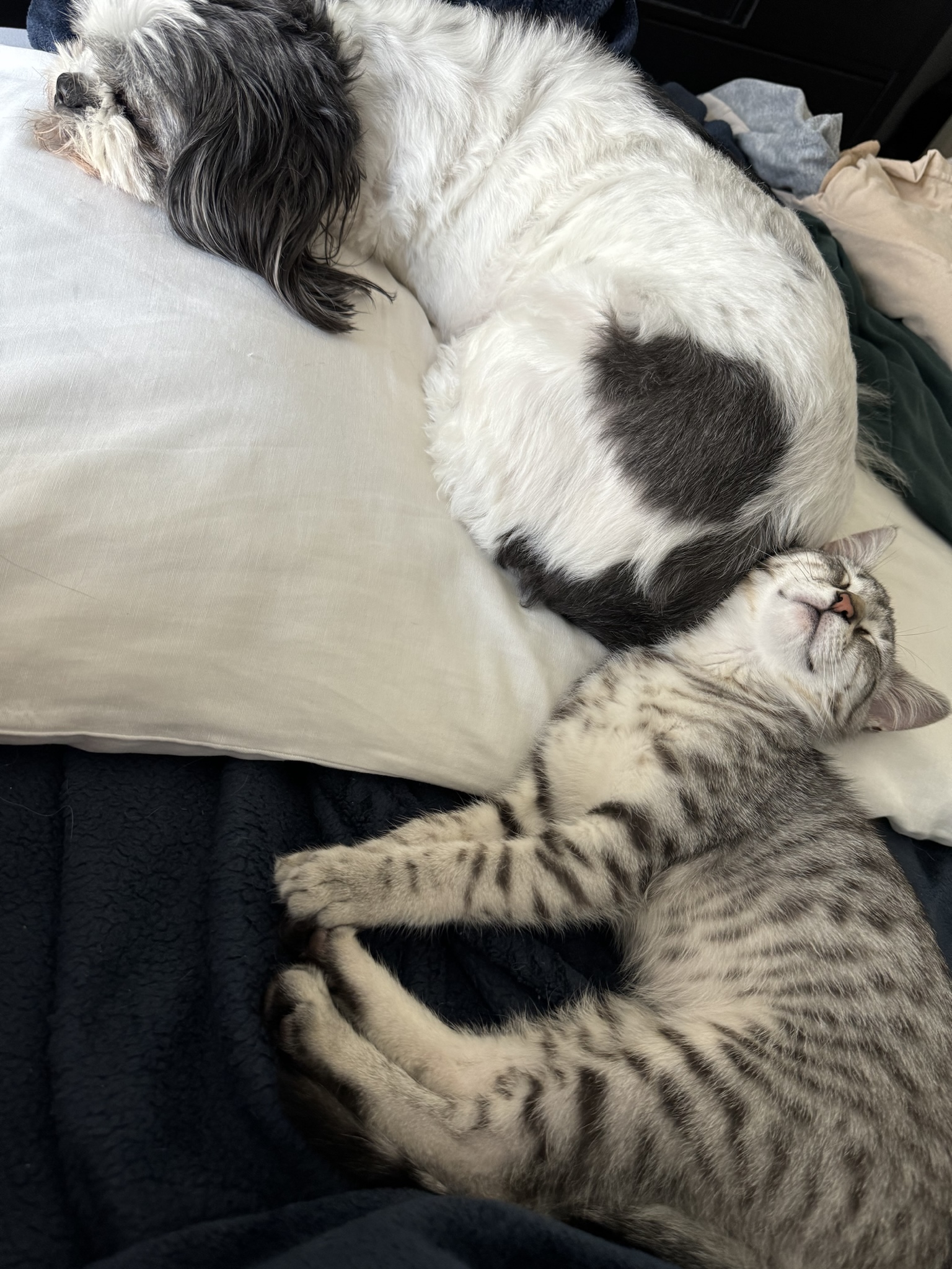 CAPPUCCINO, a Adopted mixed breed in Ontario, CA image 3/6