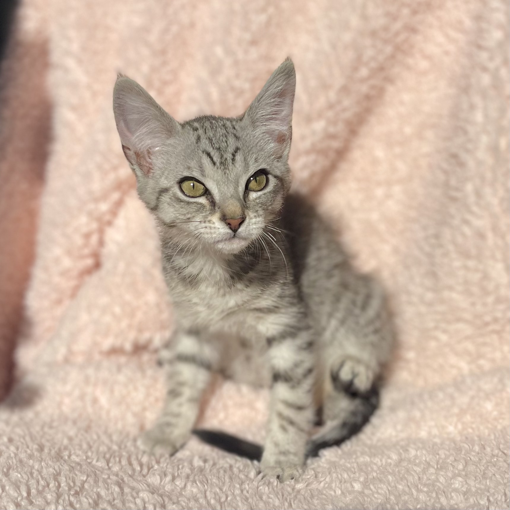 CAPPUCCINO, a Adopted mixed breed in Ontario, CA image 4/6