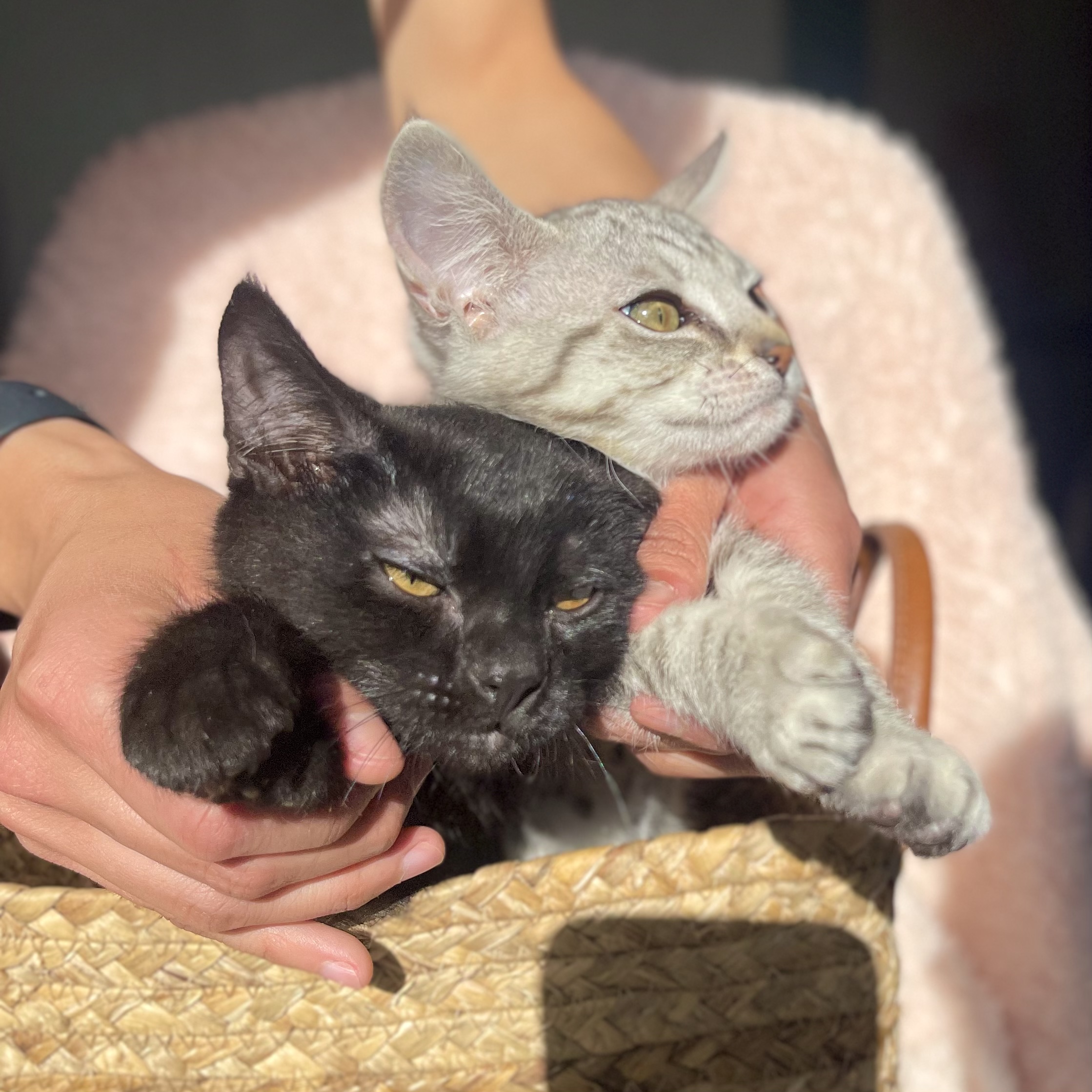 CAPPUCCINO, a Adopted mixed breed in Ontario, CA image 5/6