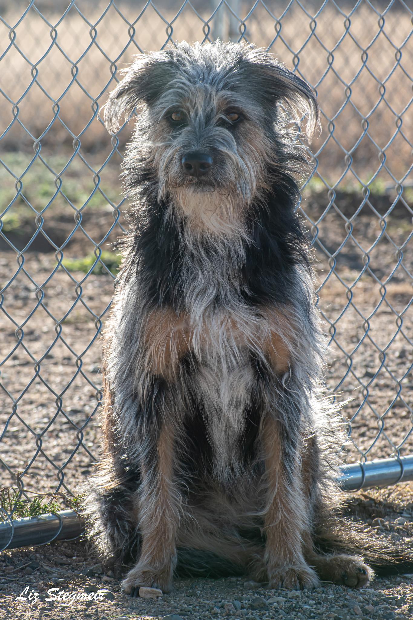 Poppy, an adopted Mixed Breed in Mayer, AZ image 1/2