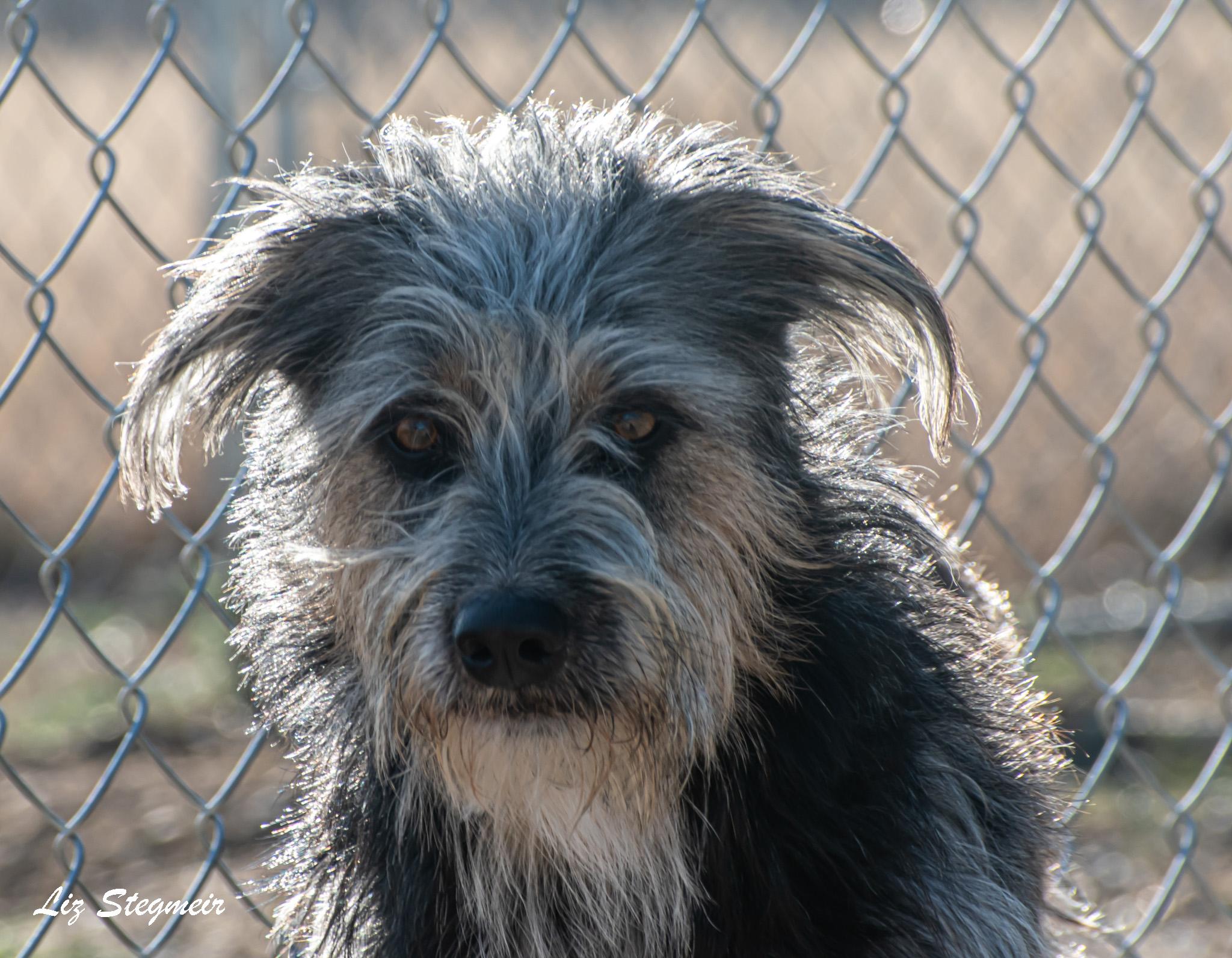 Poppy, an adopted Mixed Breed in Mayer, AZ image 2/2