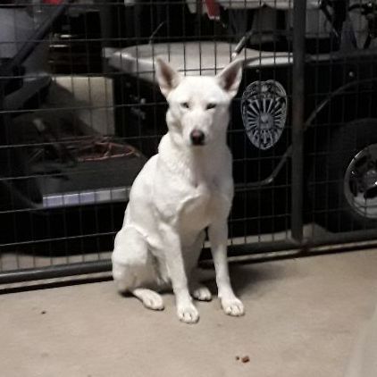 Vixen, Adopted, Adult Female White German Shepherd.