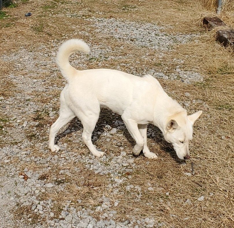 Vixen, a Adopted White German Shepherd in Gentry, AR image 2/2