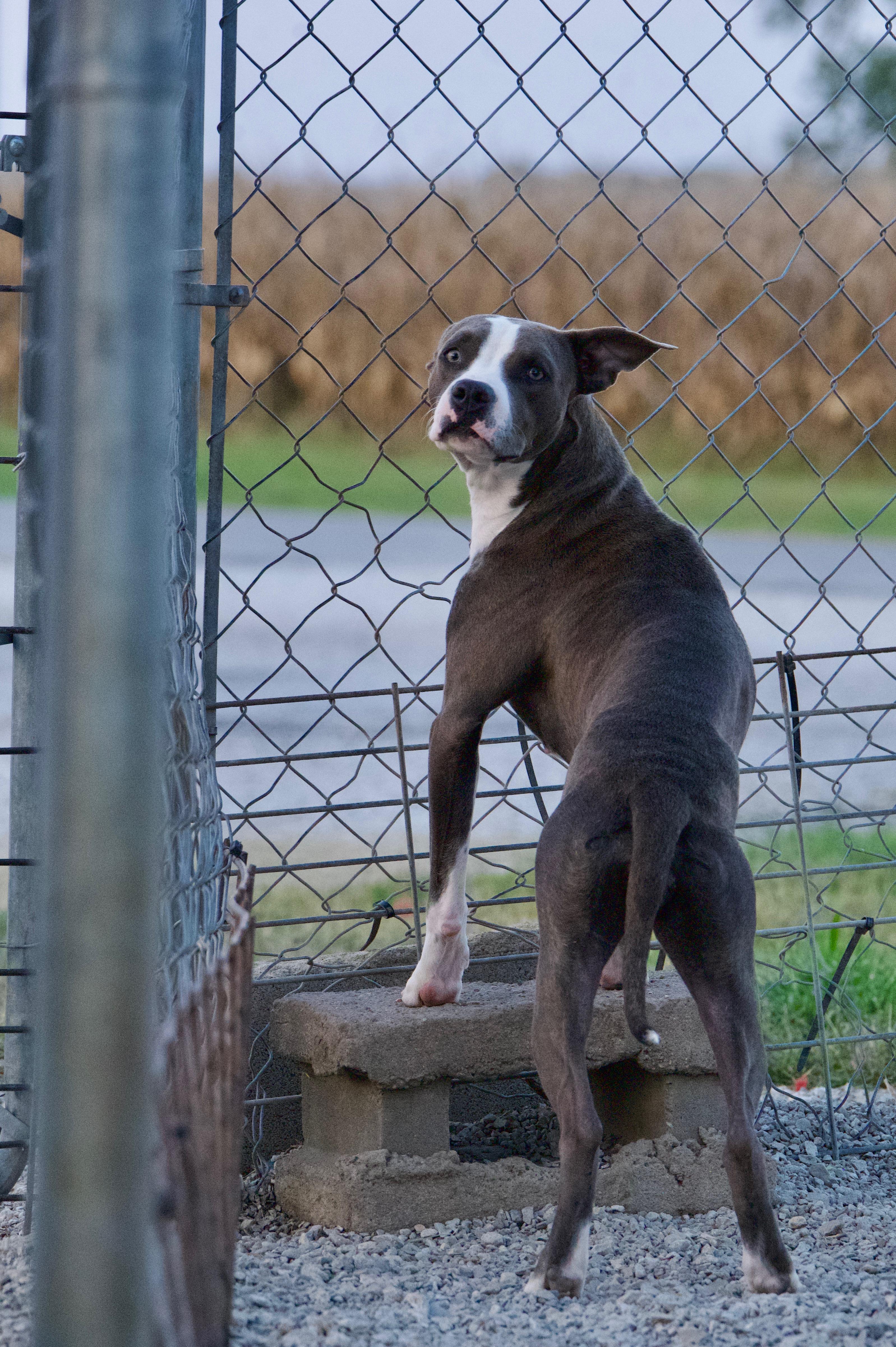 Foxy, a Adoptable mixed breed in Hiawatha, KS image 3/5