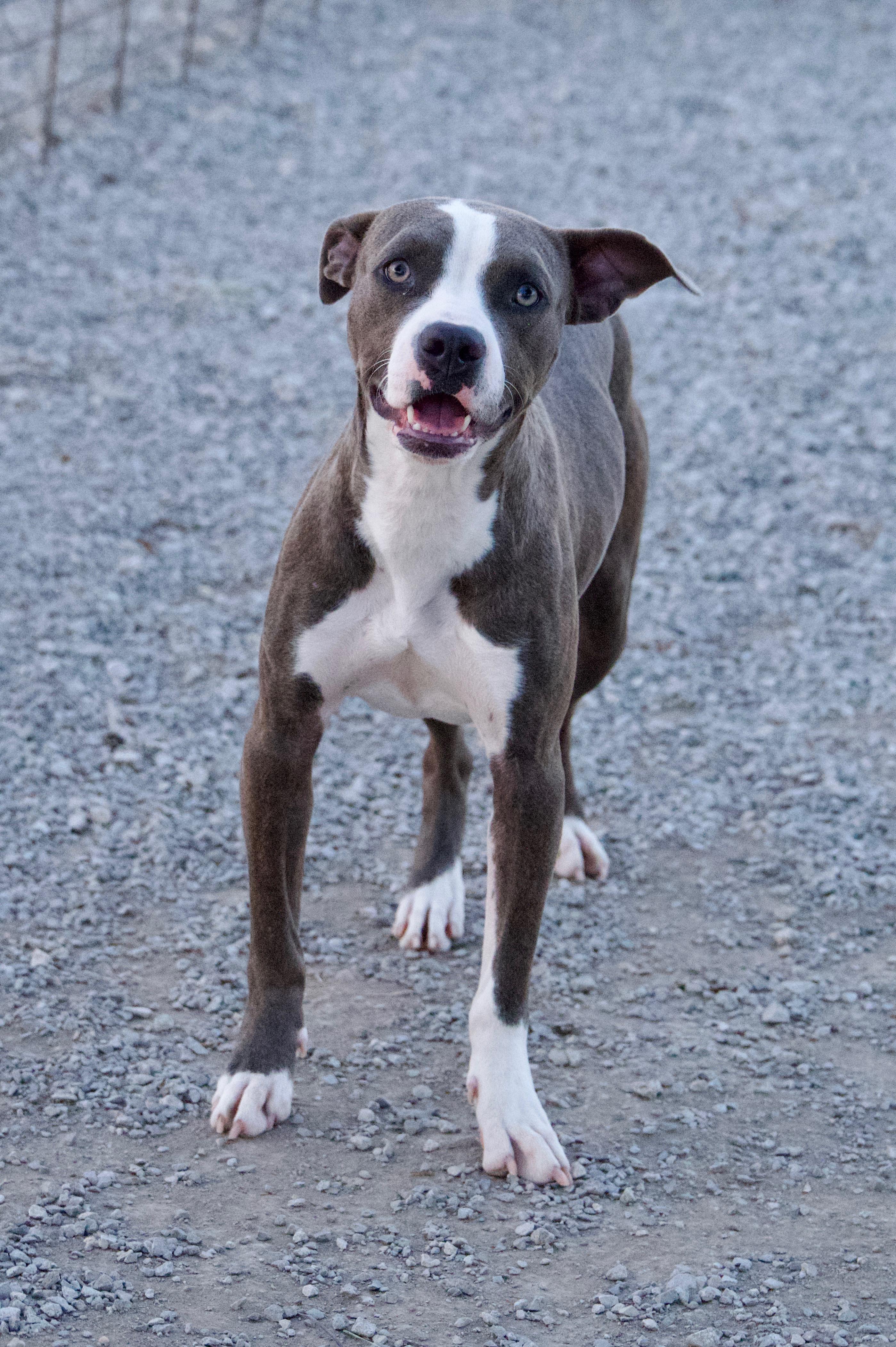 Foxy, a Adoptable mixed breed in Hiawatha, KS image 4/5