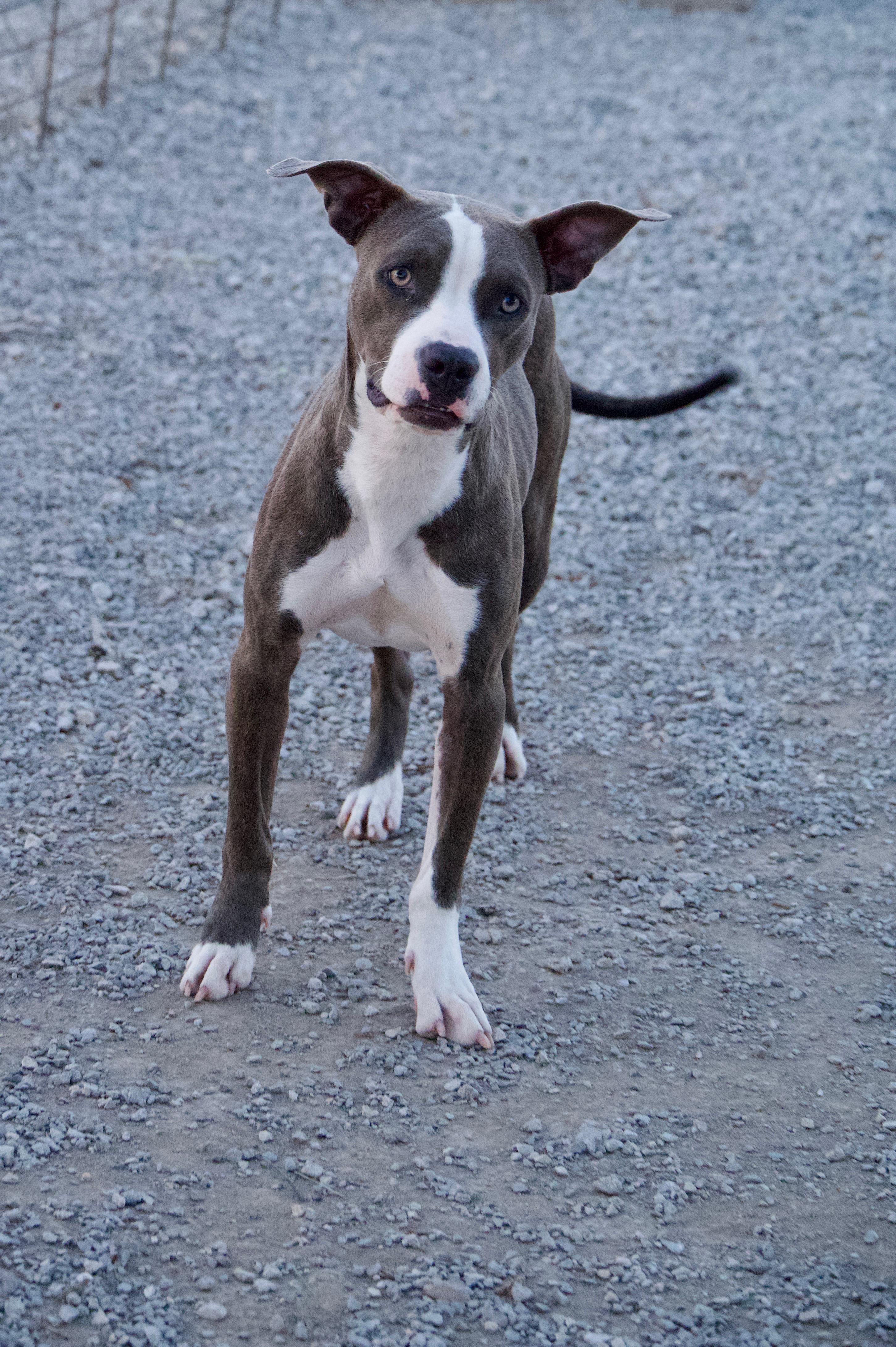 Foxy, a Adoptable mixed breed in Hiawatha, KS image 2/5