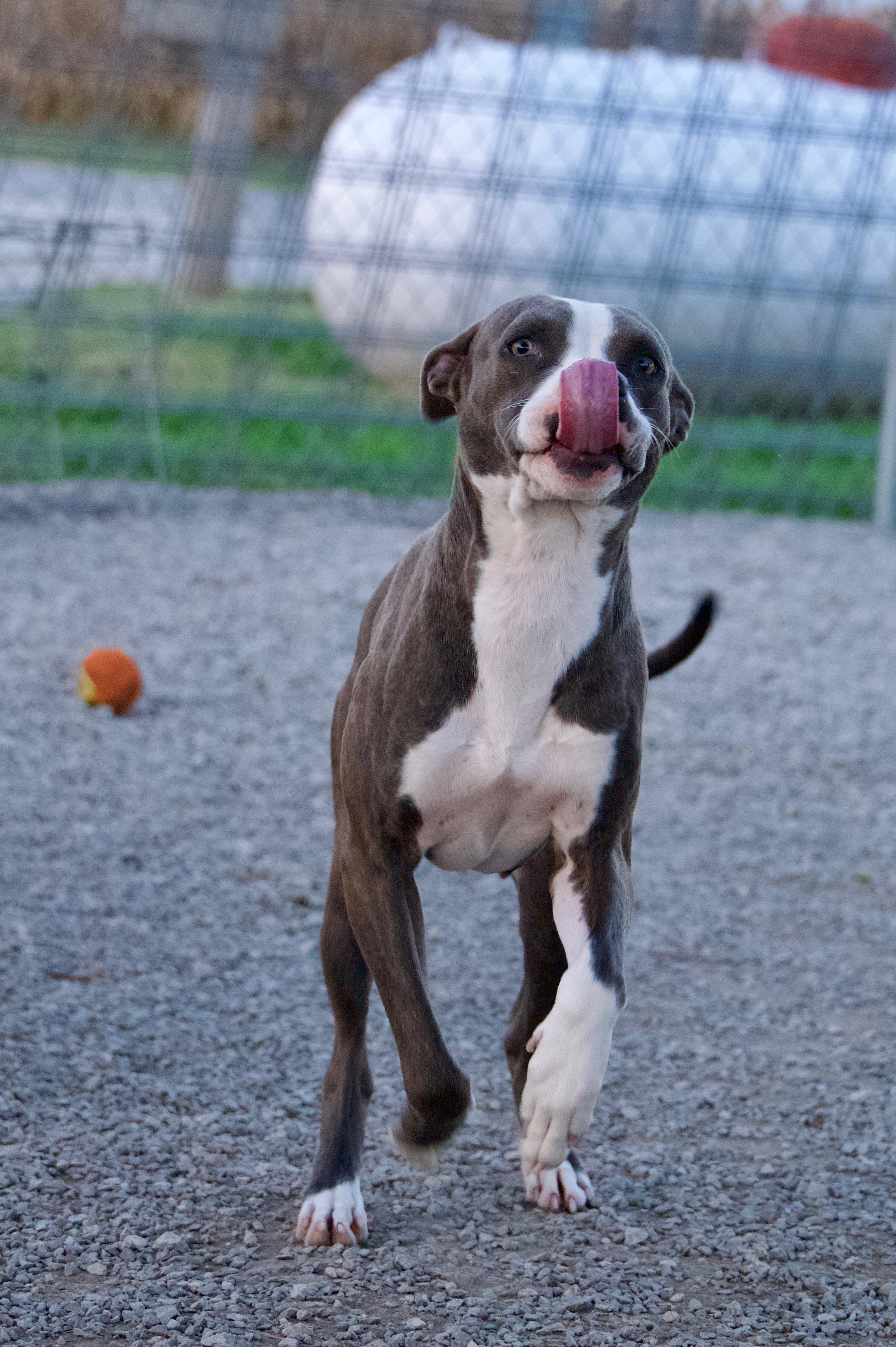 Foxy, a Adoptable mixed breed in Hiawatha, KS image 5/5