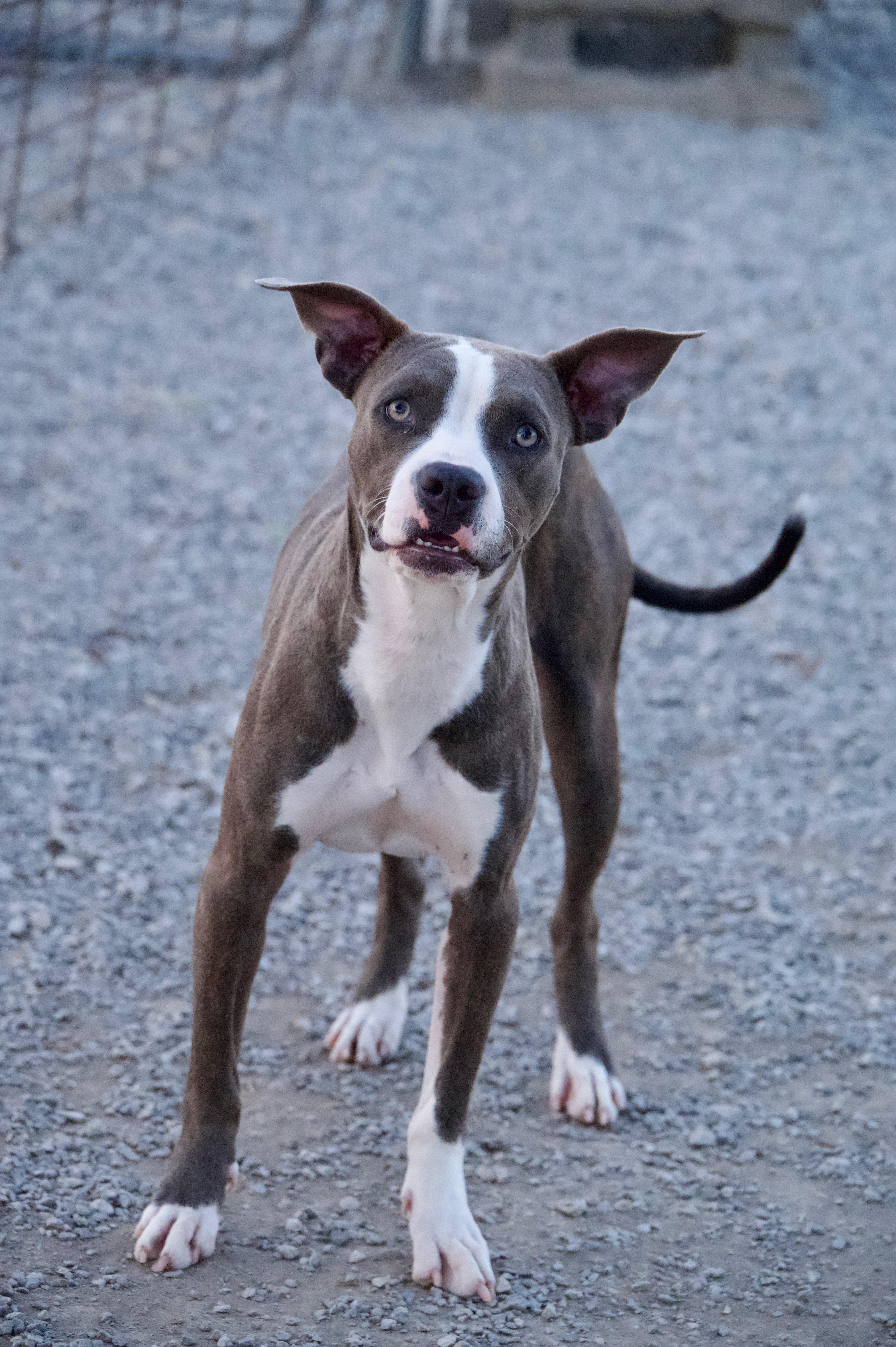 Foxy, Adoptable, Young Female American Staffordshire Terrier.