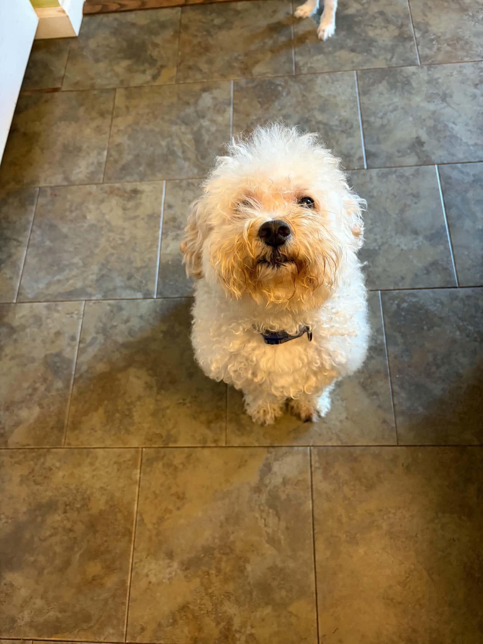 Apollo, Adoptable, Senior Male Maltipoo.