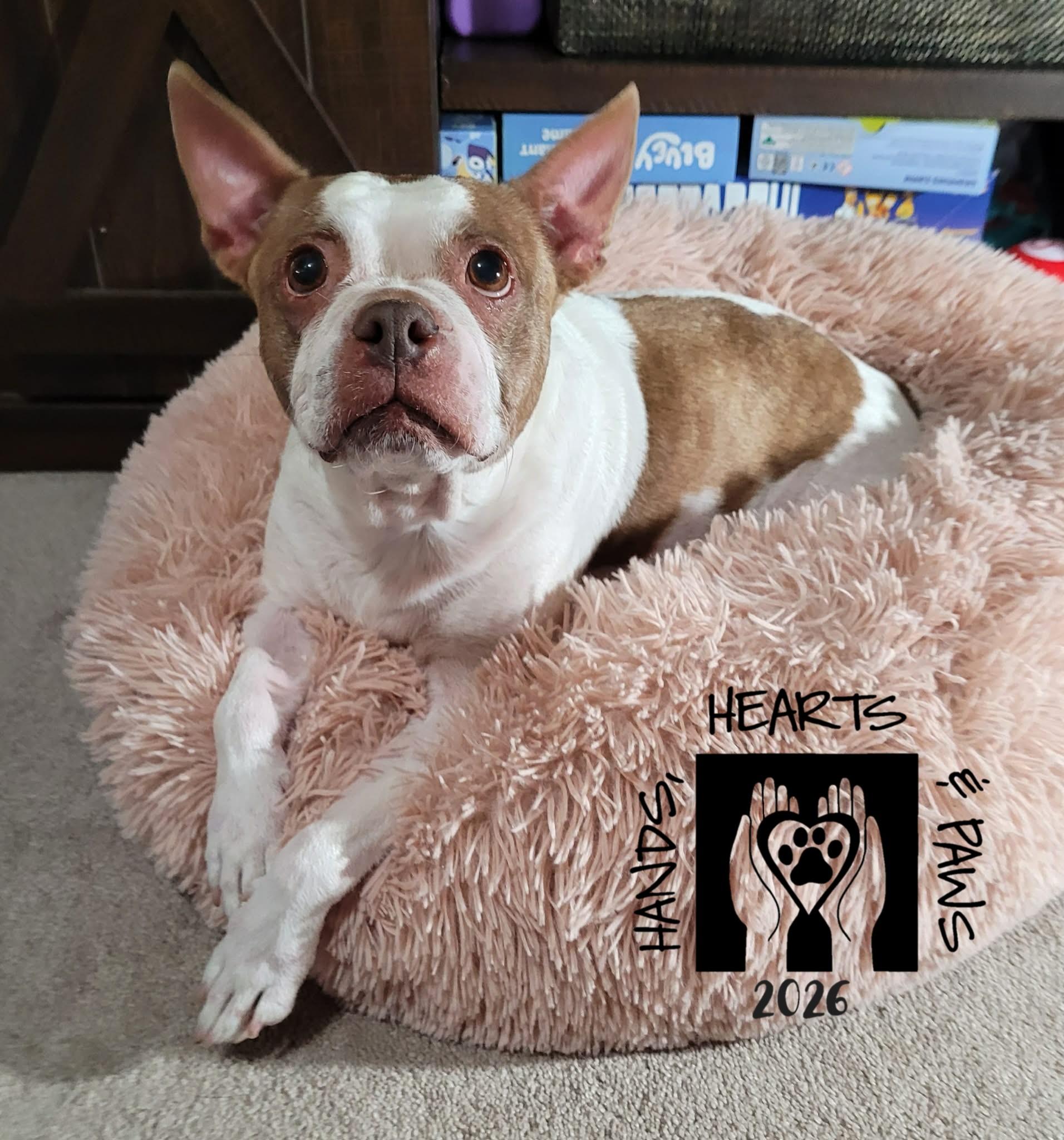 Enlarge Southie-medical hold, an adopted Boston Terrier in Omaha, NE image 1/1