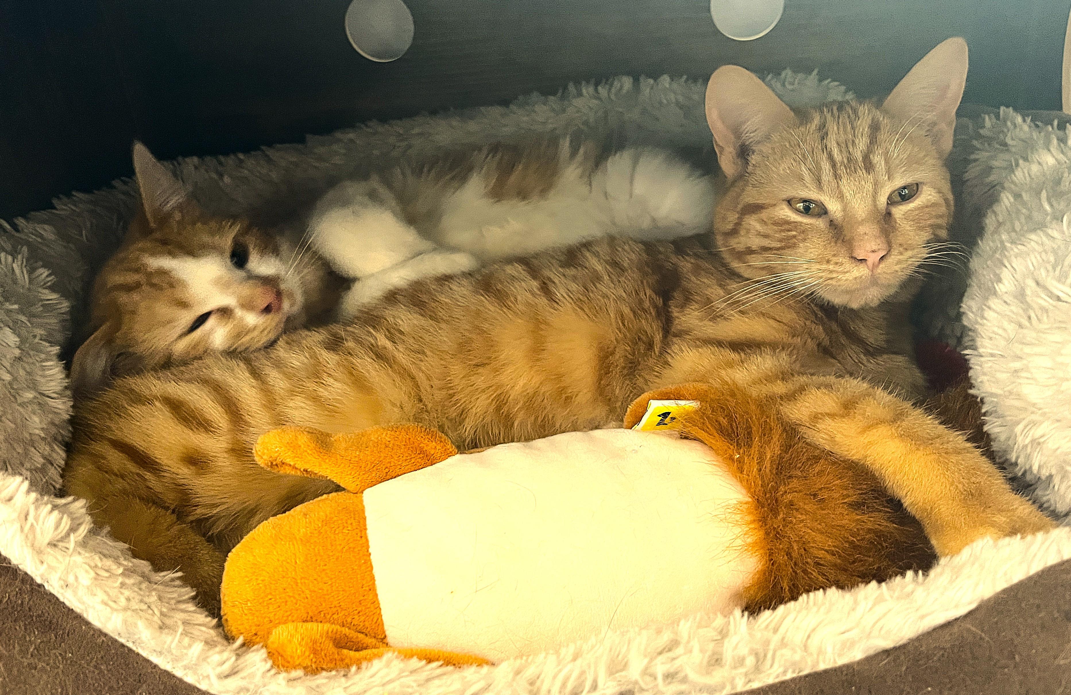 Enlarge NASH & NEKO (CR/SC), an adopted Domestic Short Hair in Sainte-Angele-de-Monnoir, QC image 1/6