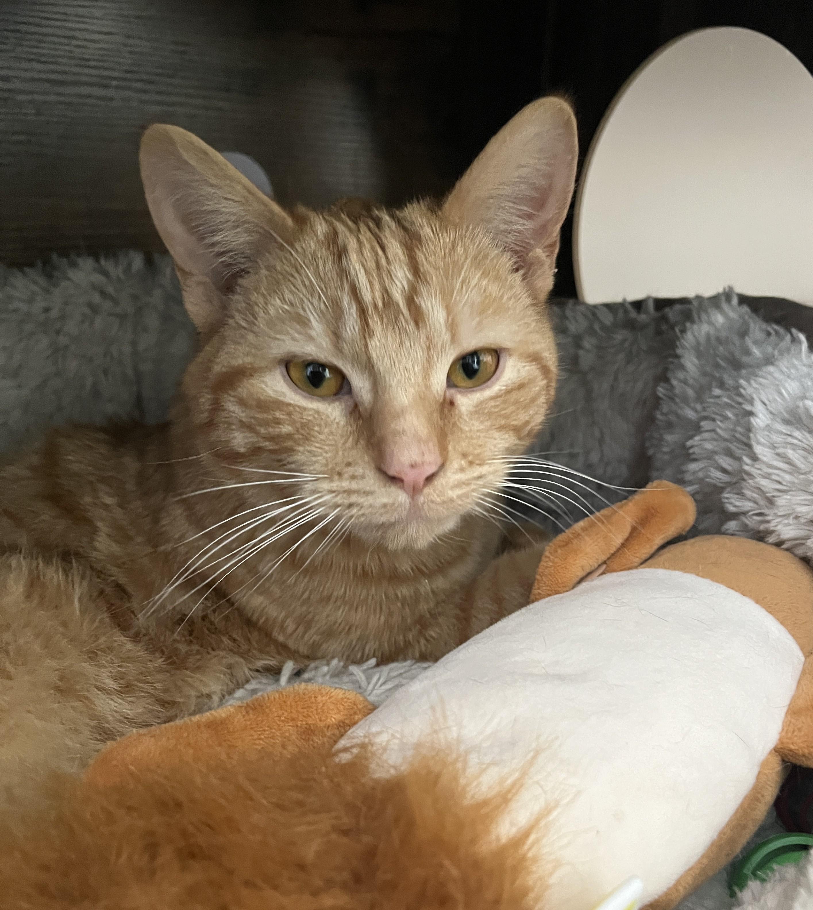 Enlarge NASH & NEKO (CR/SC), an adopted Domestic Short Hair in Sainte-Angele-de-Monnoir, QC image 4/6