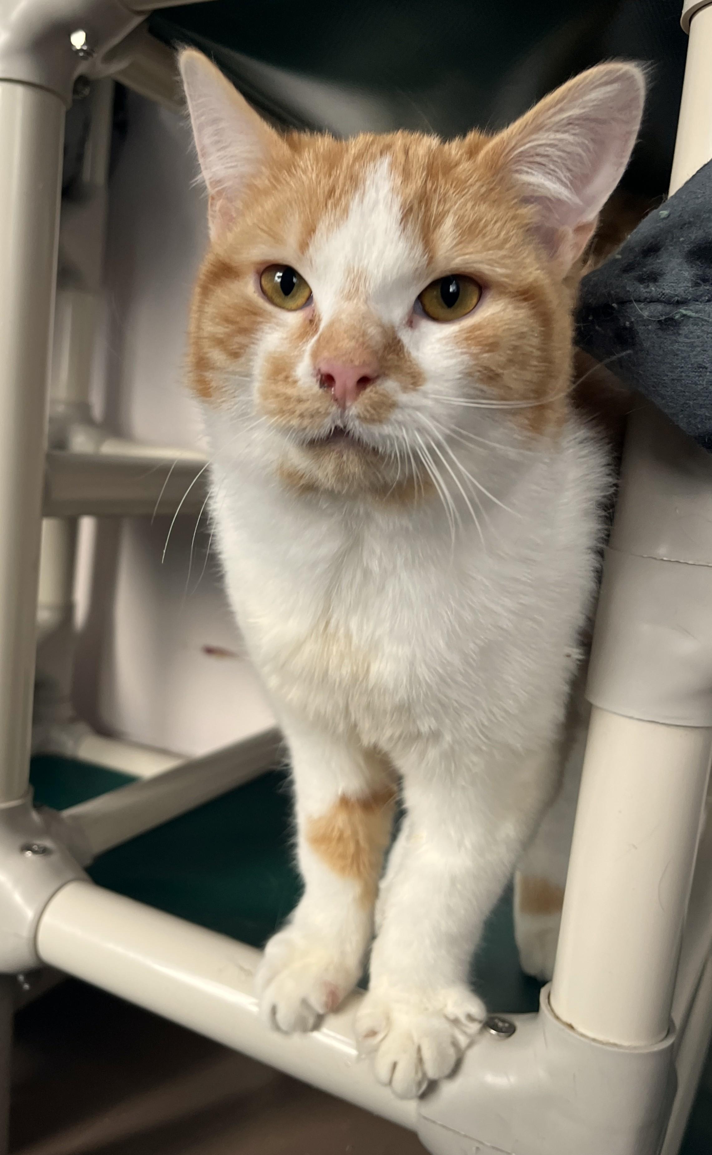 Enlarge NASH & NEKO (CR/SC), an adopted Domestic Short Hair in Sainte-Angele-de-Monnoir, QC image 3/6