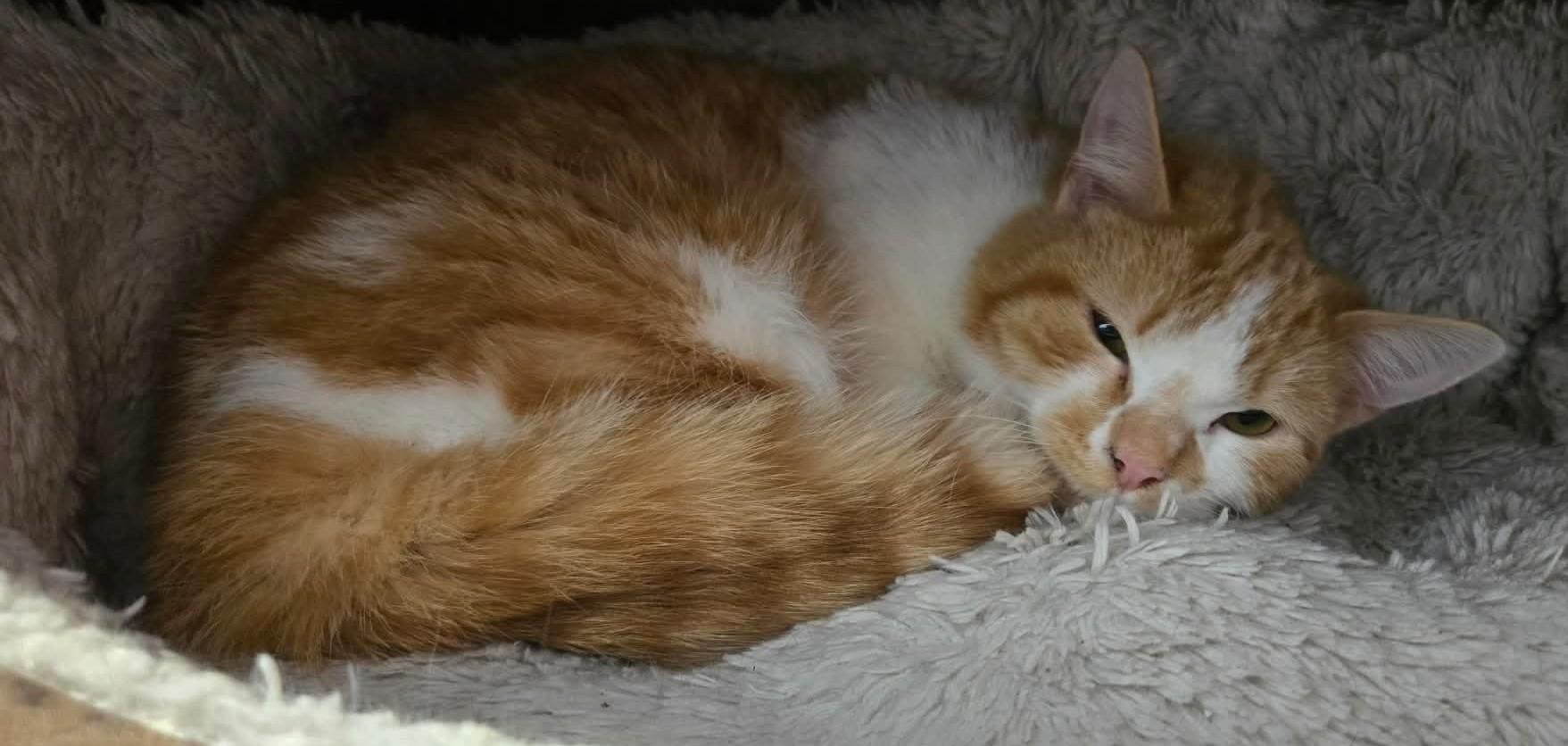 Enlarge NASH & NEKO (CR/SC), an adopted Domestic Short Hair in Sainte-Angele-de-Monnoir, QC image 5/6