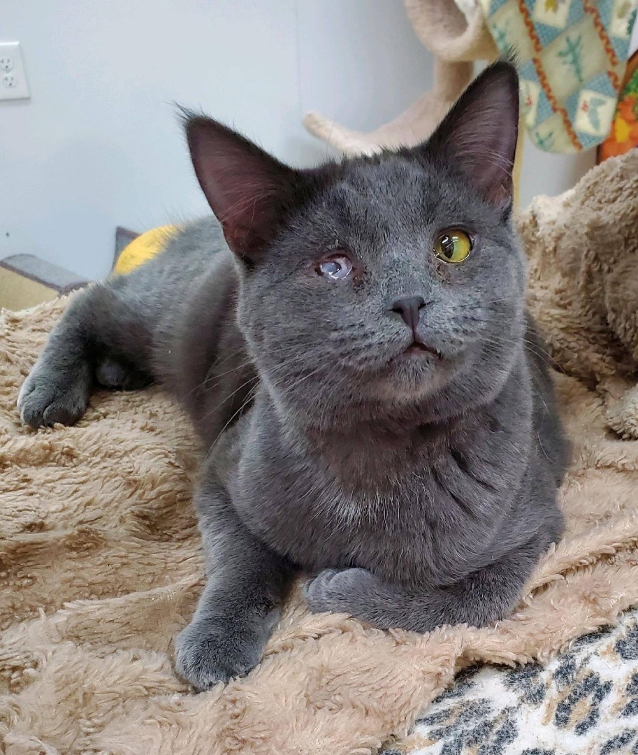 Hansen - Bonded with Oscar, a Adoptable Russian Blue in Richland Center, WI image 3/3