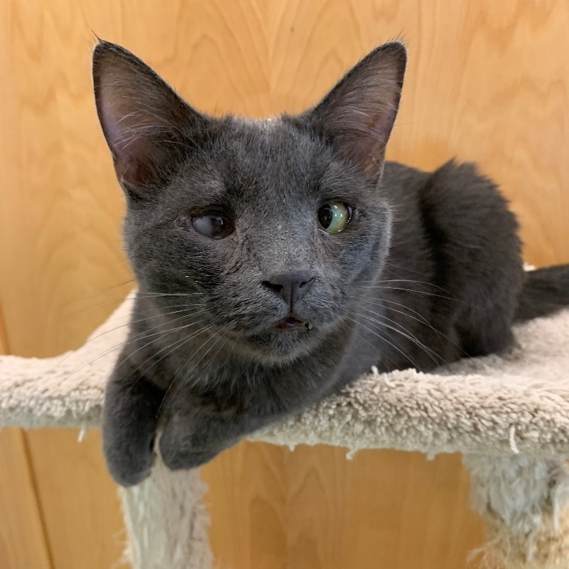 Hansen - Bonded with Oscar, a Adoptable Russian Blue in Richland Center, WI image 1/3