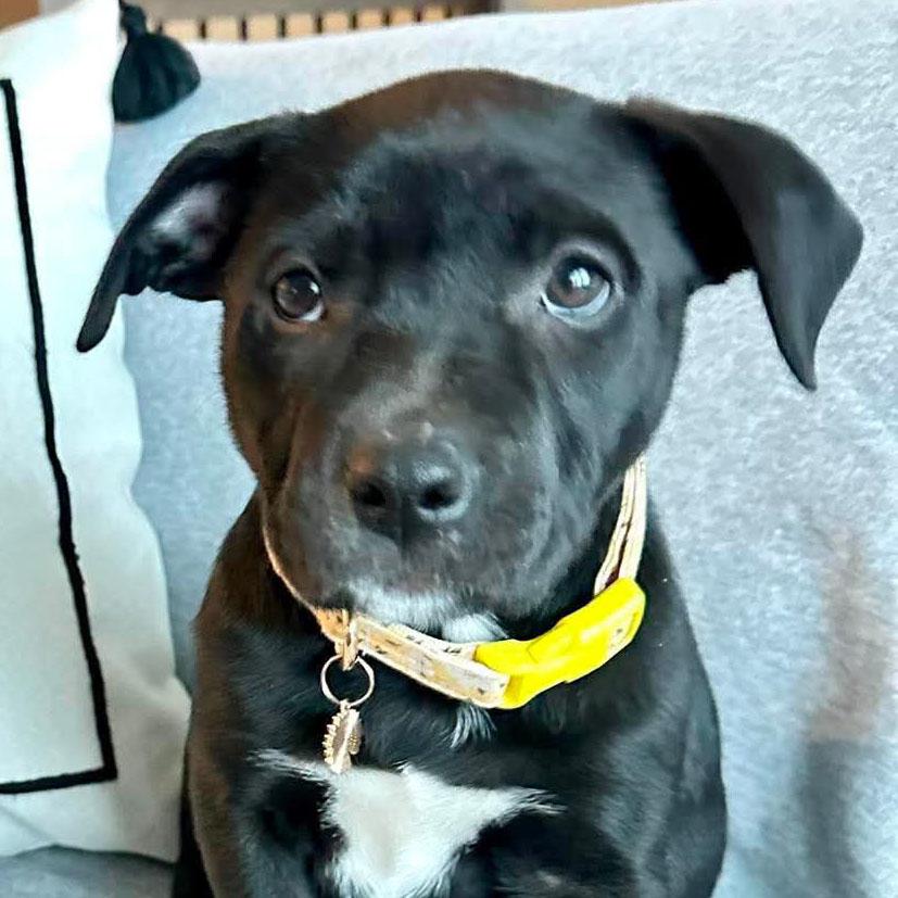 Enlarge Martha (AO36405), an adopted mixed breed in Kansas City, KS image 1/2