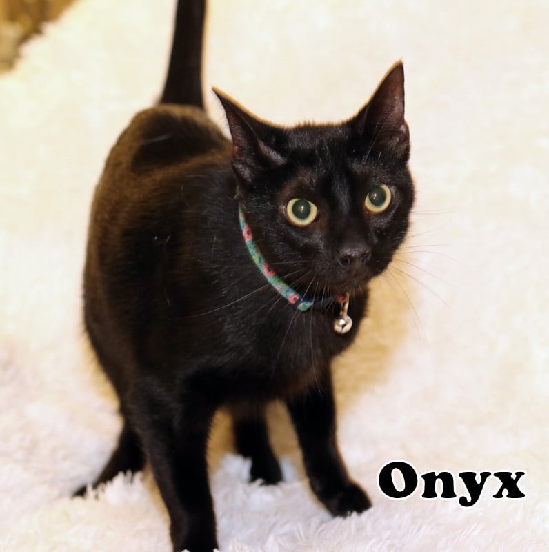 0nyx, Adoptable, Adult Female American Shorthair.