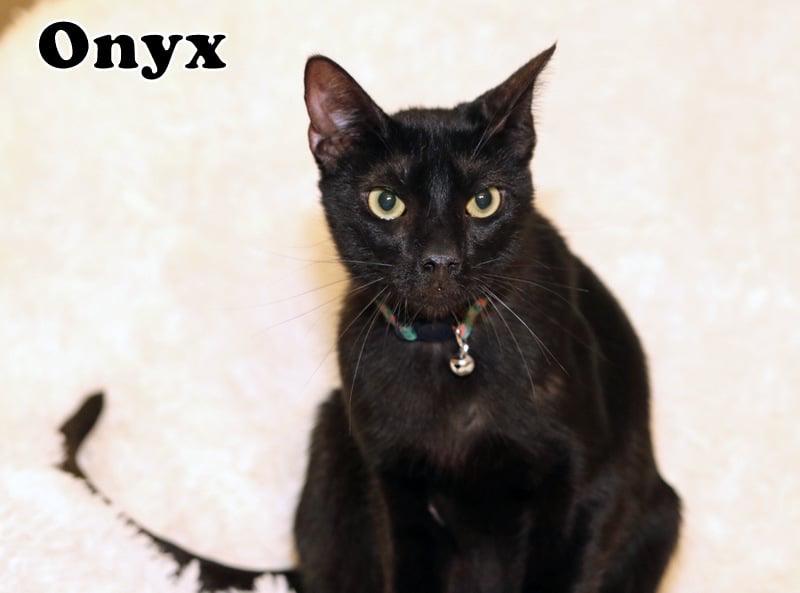 Enlarge 0nyx, a Adoptable American Shorthair in Houston, TX image 5/6