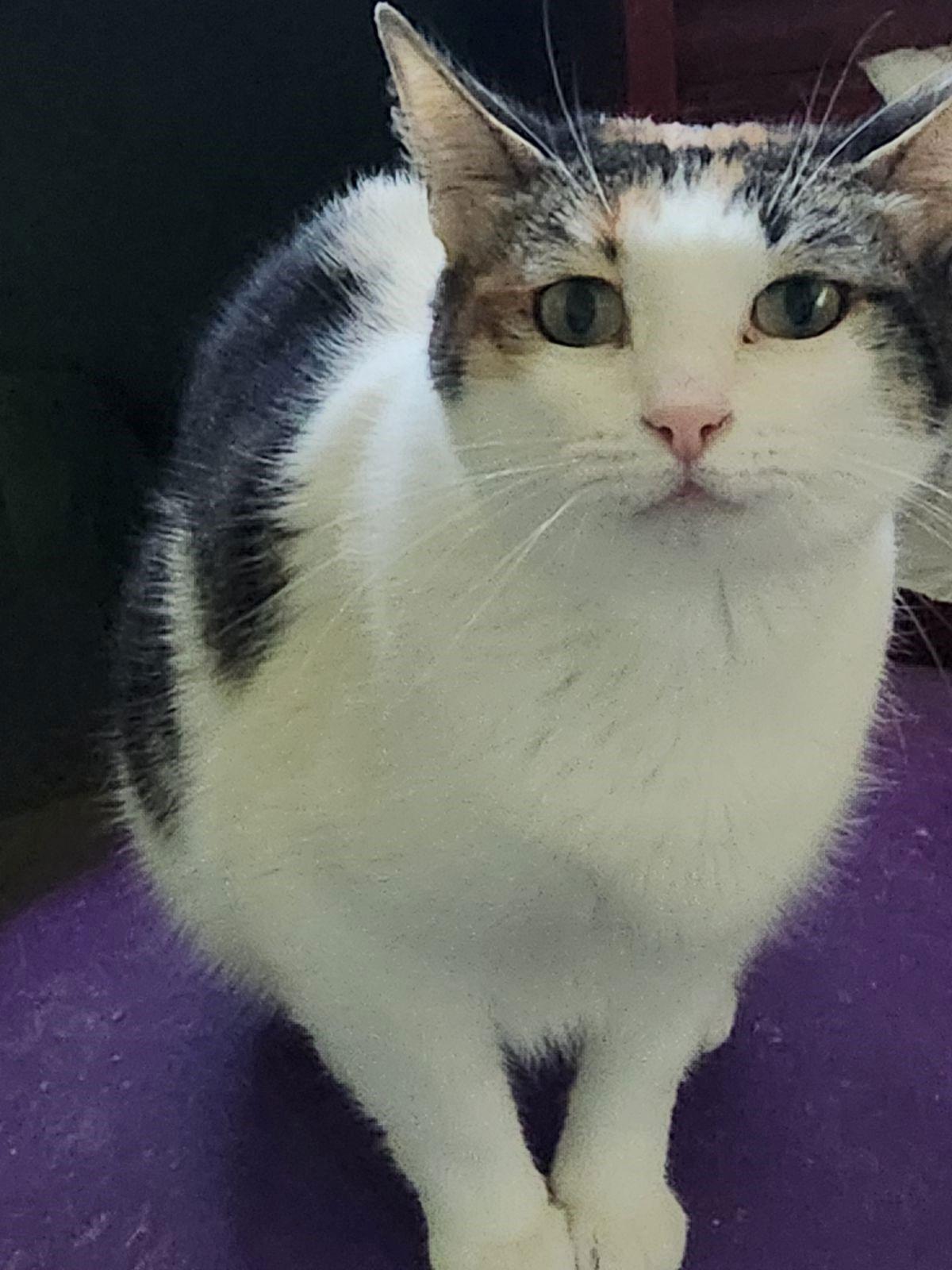 PASSION FRUIT, Adoptable, Adult Female Calico.