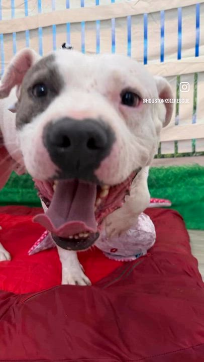 Enlarge CONWAY, a Adoptable mixed breed in Albany, NY video 6/6