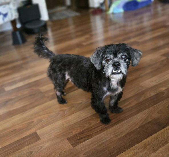 Enlarge Manny, a Adopted mixed breed in Council Bluffs, IA image 1/3