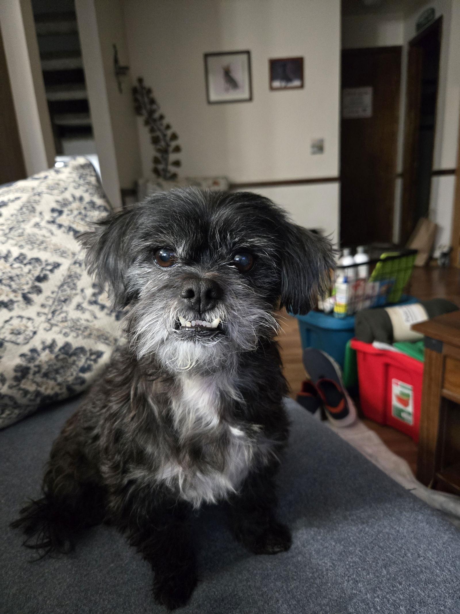 Enlarge Manny, a Adopted mixed breed in Council Bluffs, IA image 3/3