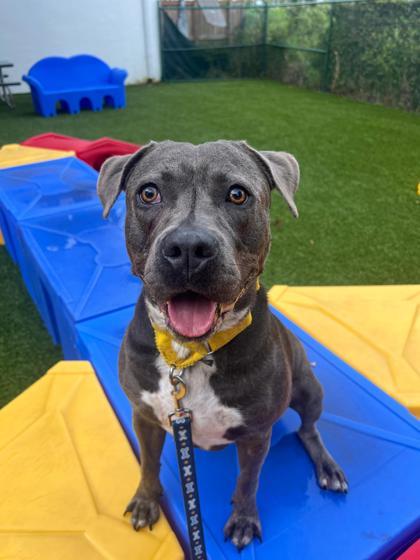 Pablo, a Adoptable mixed breed in North Miami Beach, FL image 3/3