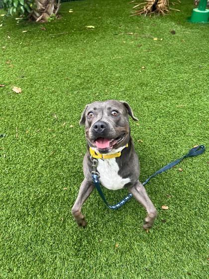 Enlarge Pablo, a Adoptable mixed breed in North Miami Beach, FL image 1/3