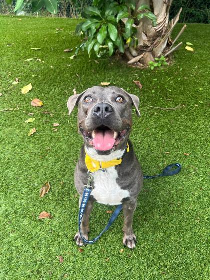 Enlarge Pablo, a Adoptable mixed breed in North Miami Beach, FL image 2/3