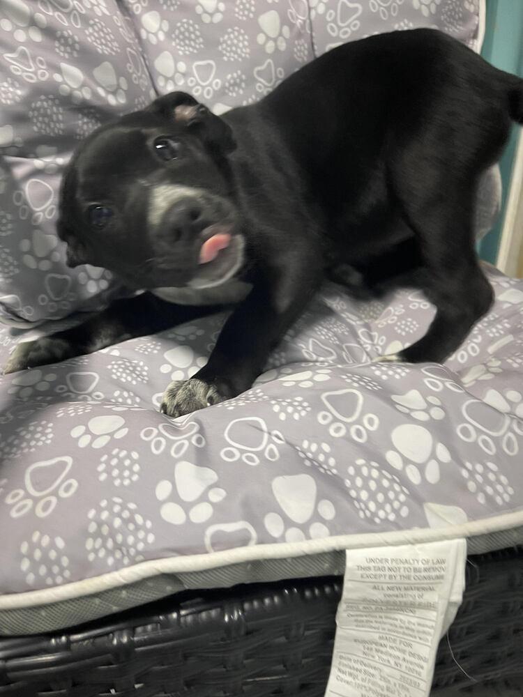 Enlarge Brandy, a Adopted Mixed Breed in Chattanooga, TN image 1/3