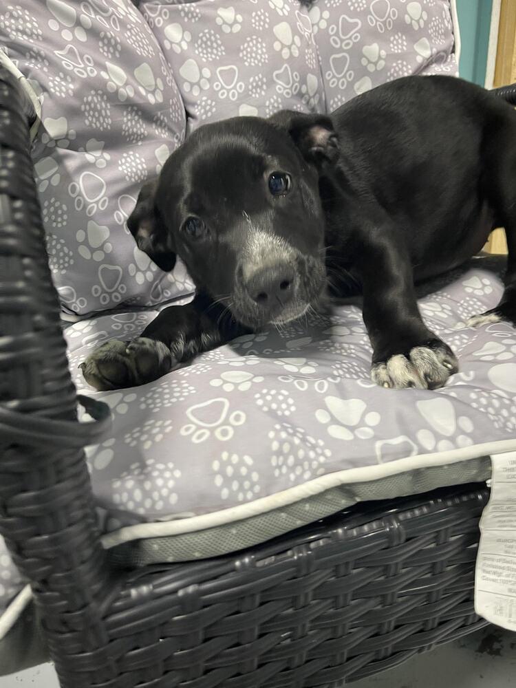 Enlarge Brandy, a Adopted Mixed Breed in Chattanooga, TN image 2/3