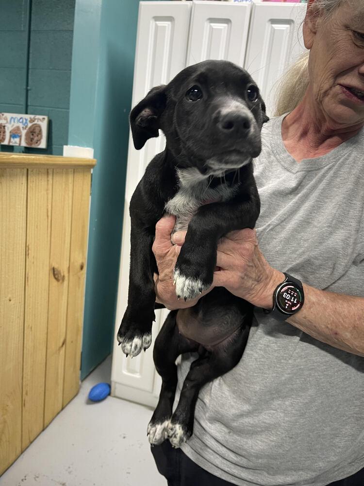 Enlarge Brandy, a Adopted Mixed Breed in Chattanooga, TN image 3/3