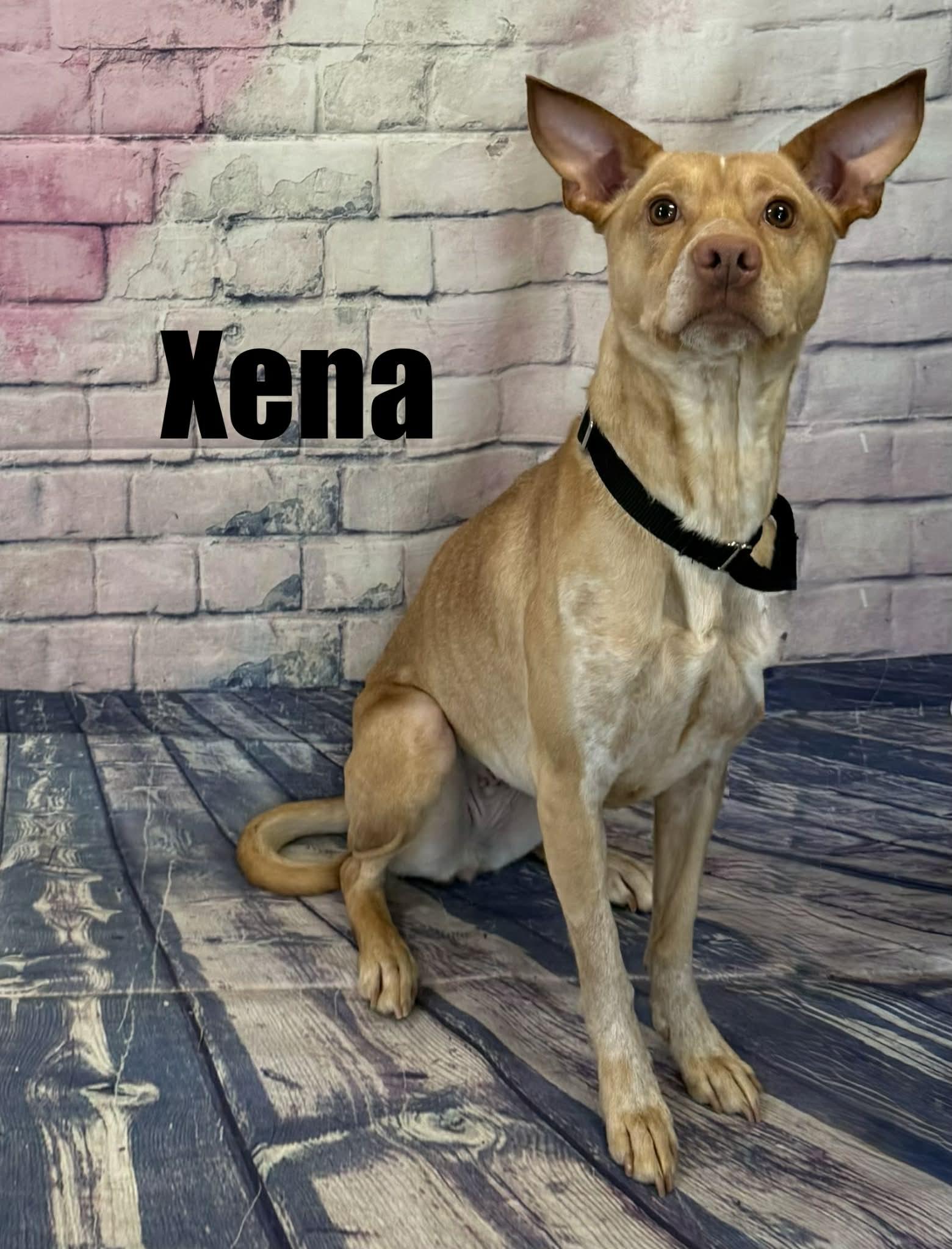 Enlarge Xena, an adoptable mixed breed in Quincy, MI image 5/6