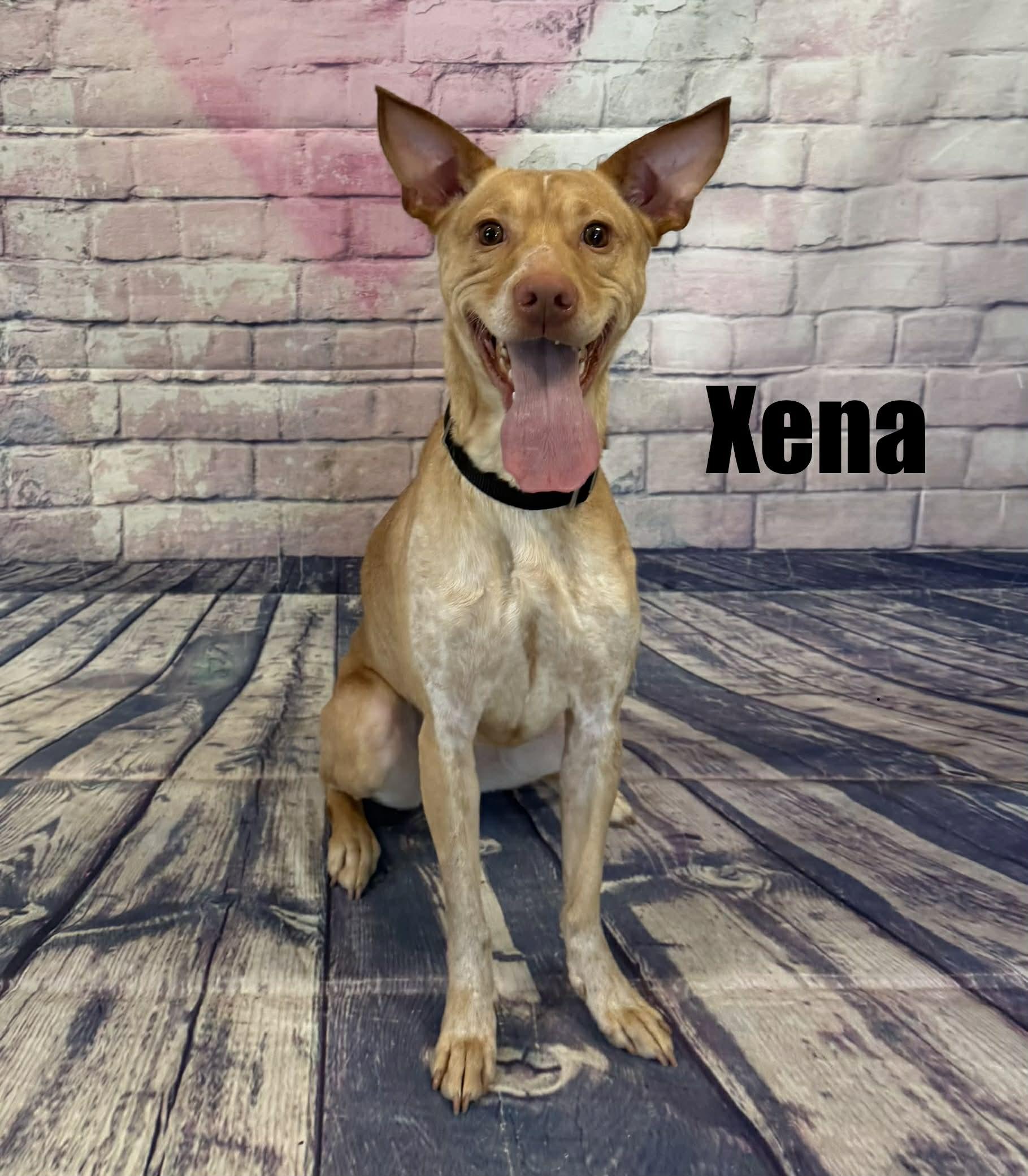 Xena, adoptable, Young Female Pharaoh Hound.