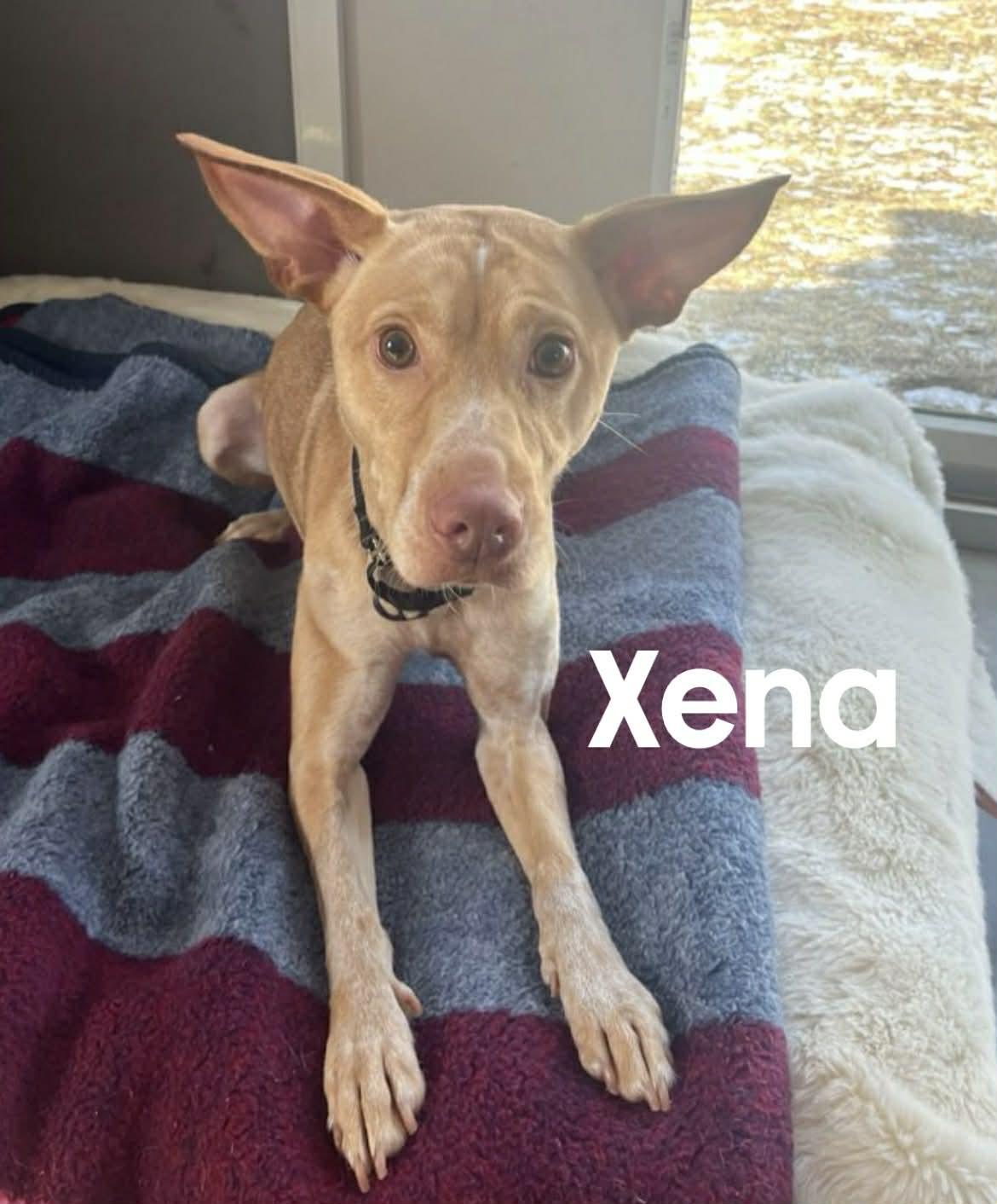 Enlarge Xena, an adoptable mixed breed in Quincy, MI image 3/6