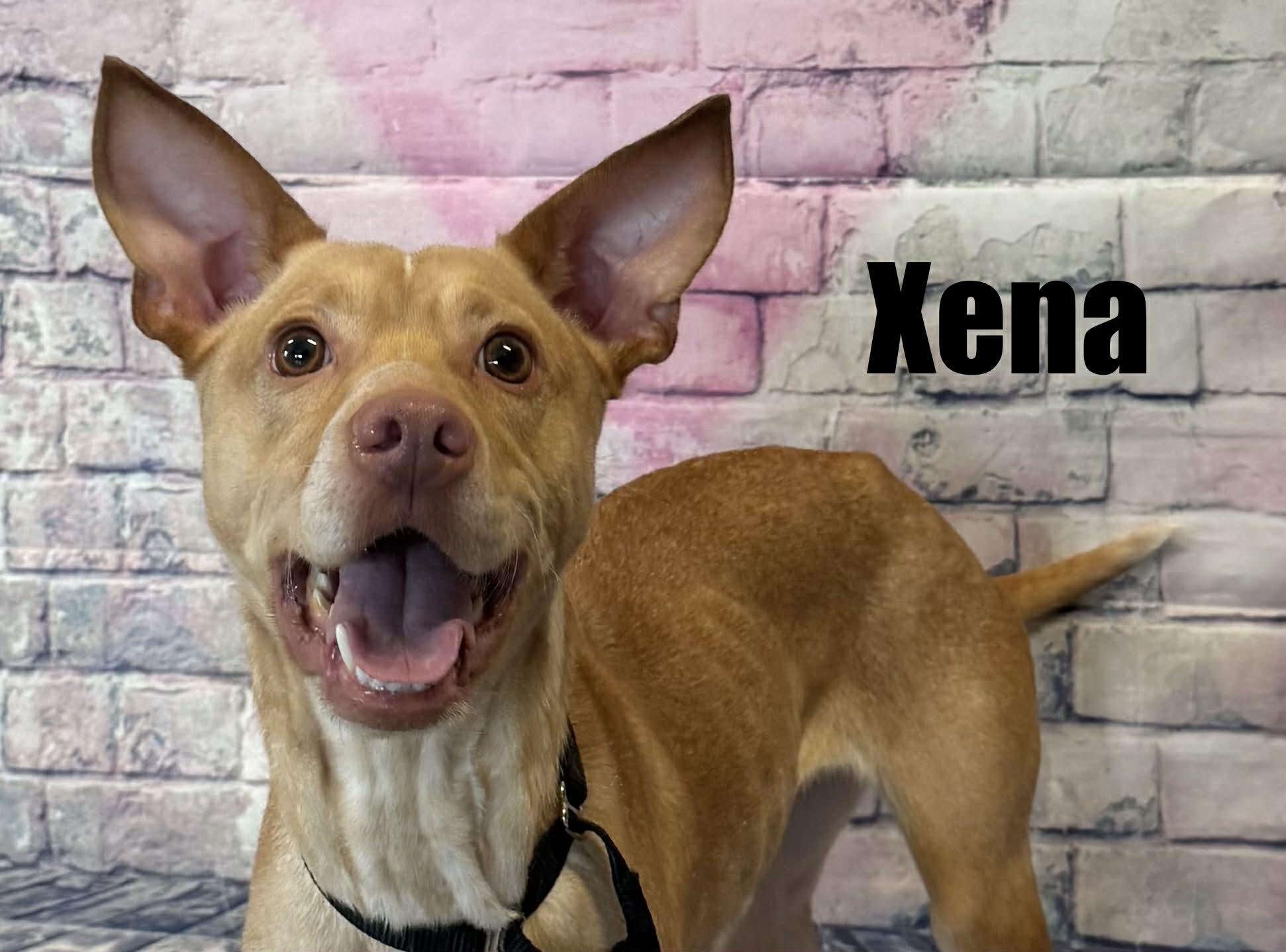 Enlarge Xena, an adoptable mixed breed in Quincy, MI image 2/6