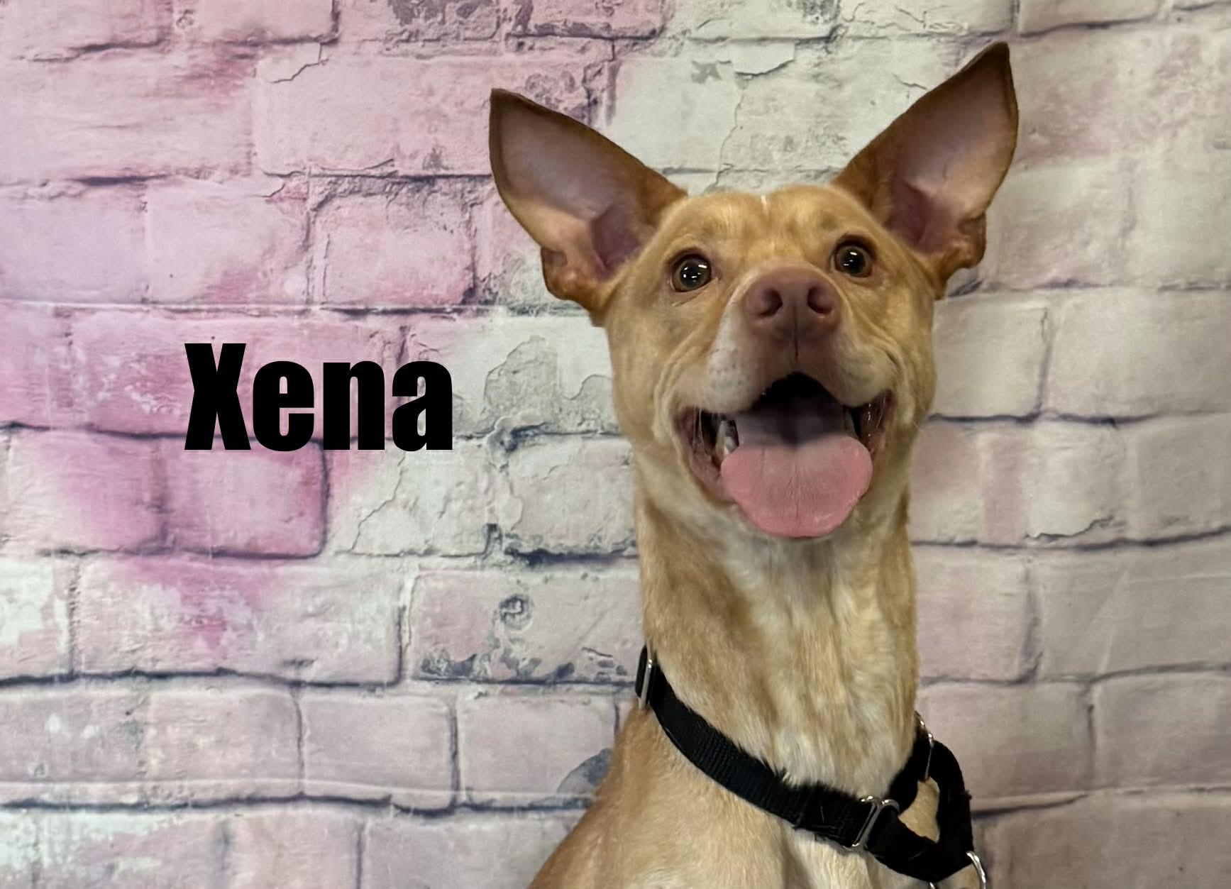 Enlarge Xena, an adoptable mixed breed in Quincy, MI image 4/6