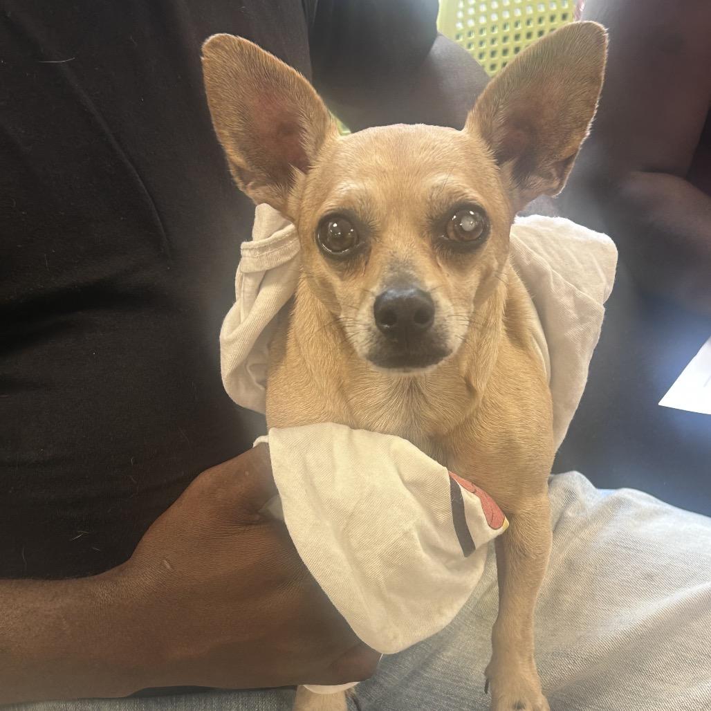 Tebo, Adoptable, Senior Male Mixed Breed.