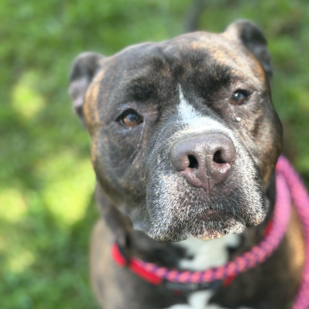 Enlarge I Like Silvah, a Adoptable Mixed Breed in Davenport, IA image 1/6