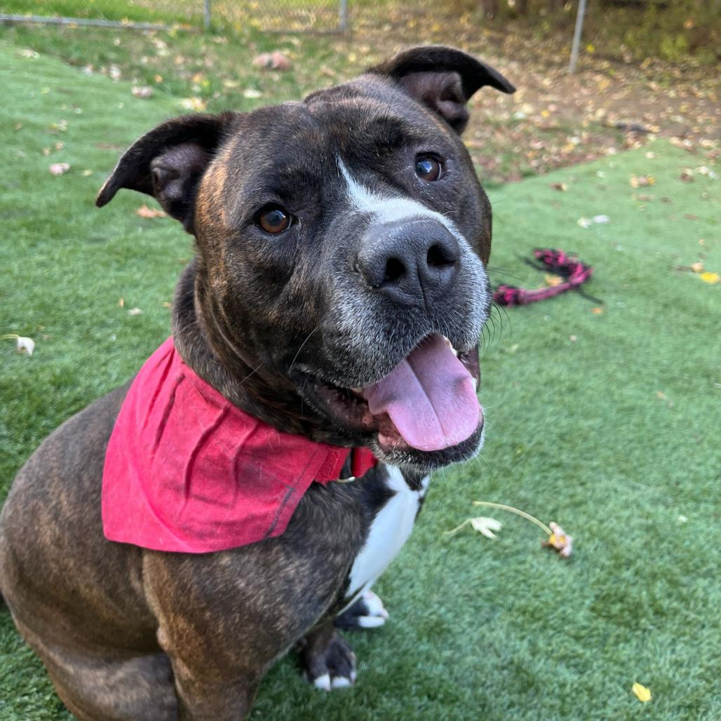 Enlarge I Like Silvah, a Adoptable Mixed Breed in Davenport, IA image 2/6