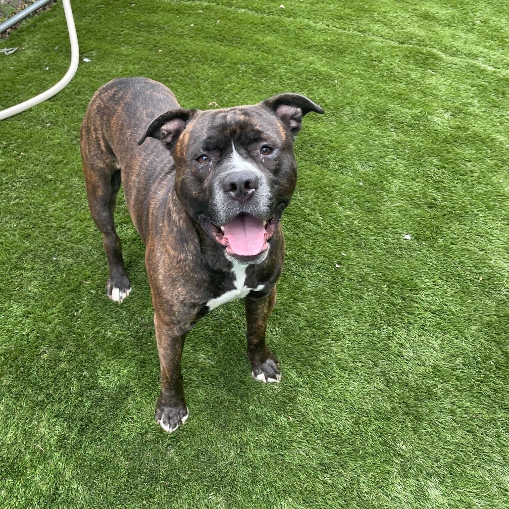 Enlarge I Like Silvah, a Adoptable Mixed Breed in Davenport, IA image 3/6