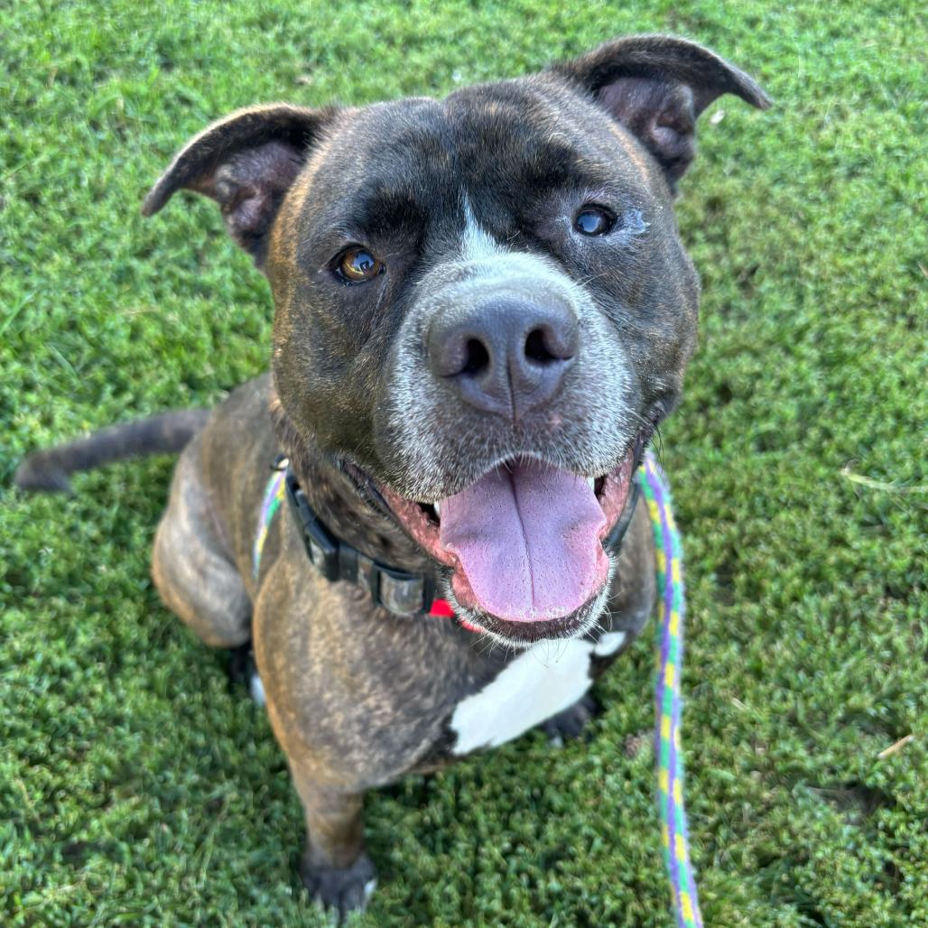 Enlarge I Like Silvah, a Adoptable Mixed Breed in Davenport, IA image 4/6