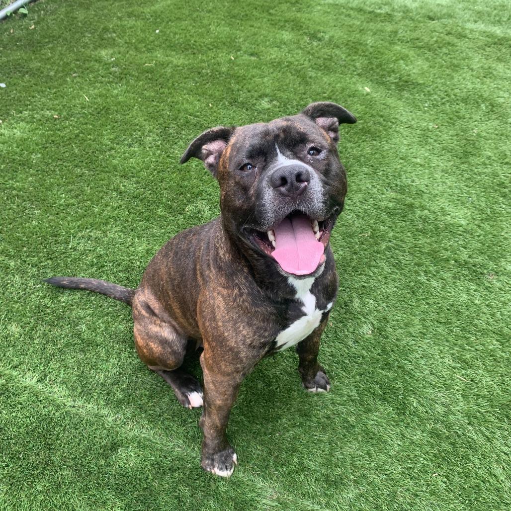 Enlarge I Like Silvah, a Adoptable Mixed Breed in Davenport, IA image 5/6