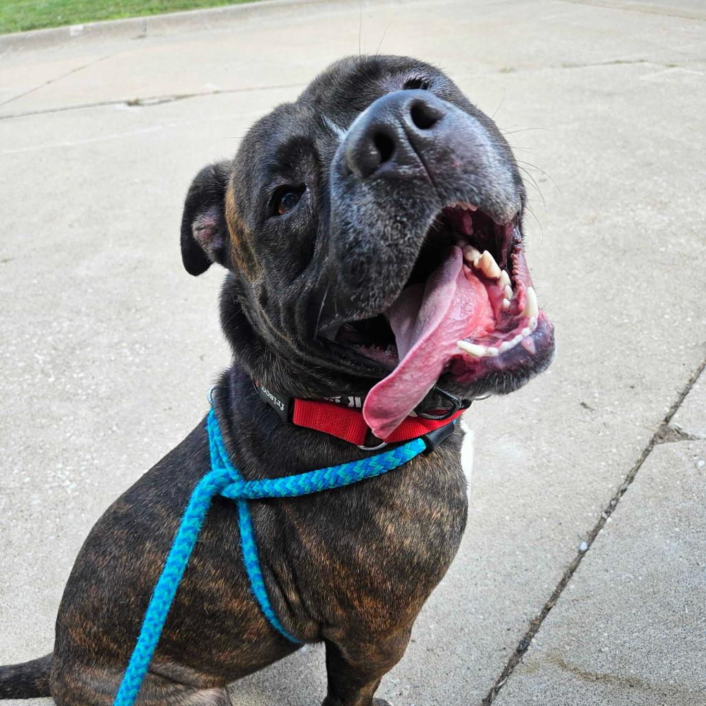 Enlarge I Like Silvah, a Adoptable Mixed Breed in Davenport, IA image 6/6