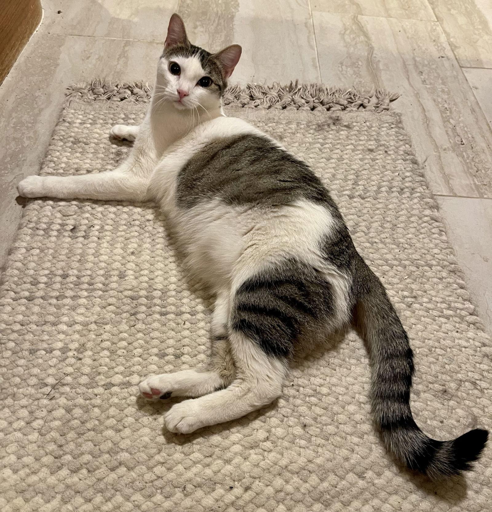 Dot Dot, Adoptable, Young Female Domestic Short Hair & Tabby.